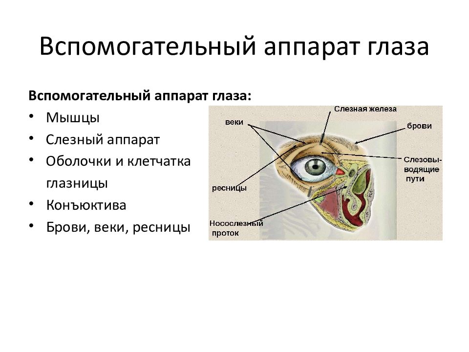 Что изображено на рисунке под номером 3 брови ресницы слезная железа слезные протоки