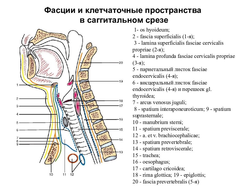 Шейная фасция. Клетчаточные пространства шеи топографическая анатомия. Фасции и клетчаточные пространства шеи топографическая анатомия. Клетчаточные пространства шеи схема. Глубокое клетчаточное пространство шеи.