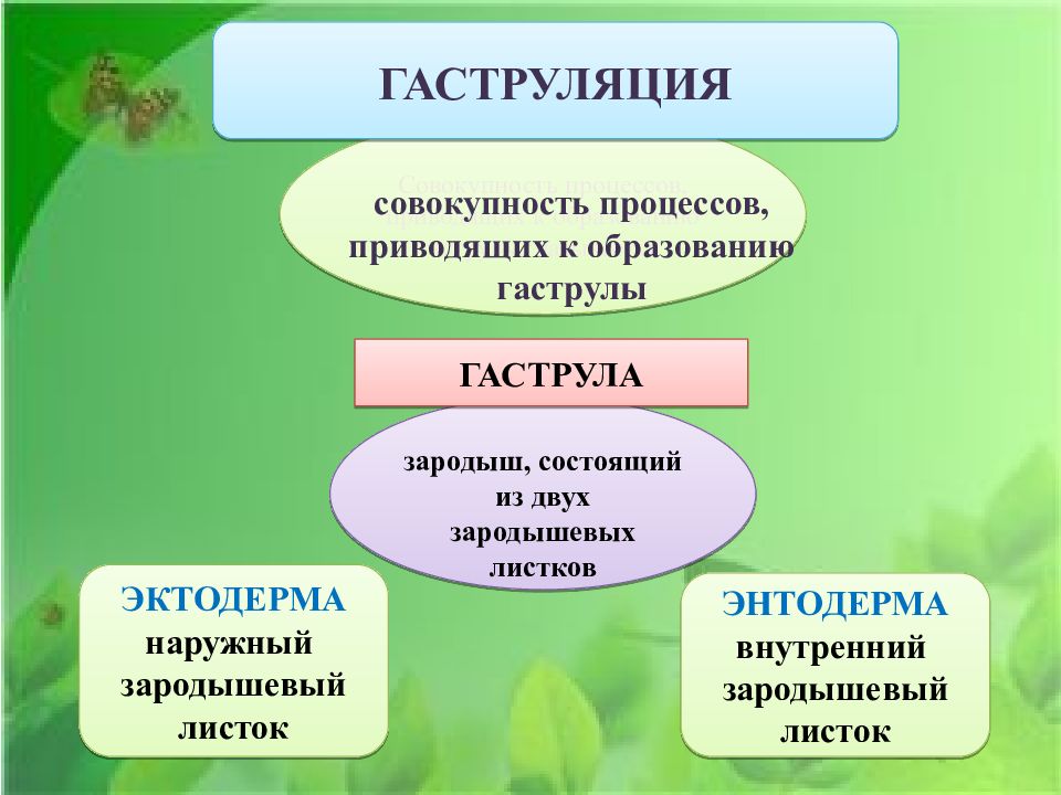 Индивидуальное развитие организма презентация 10 класс биология