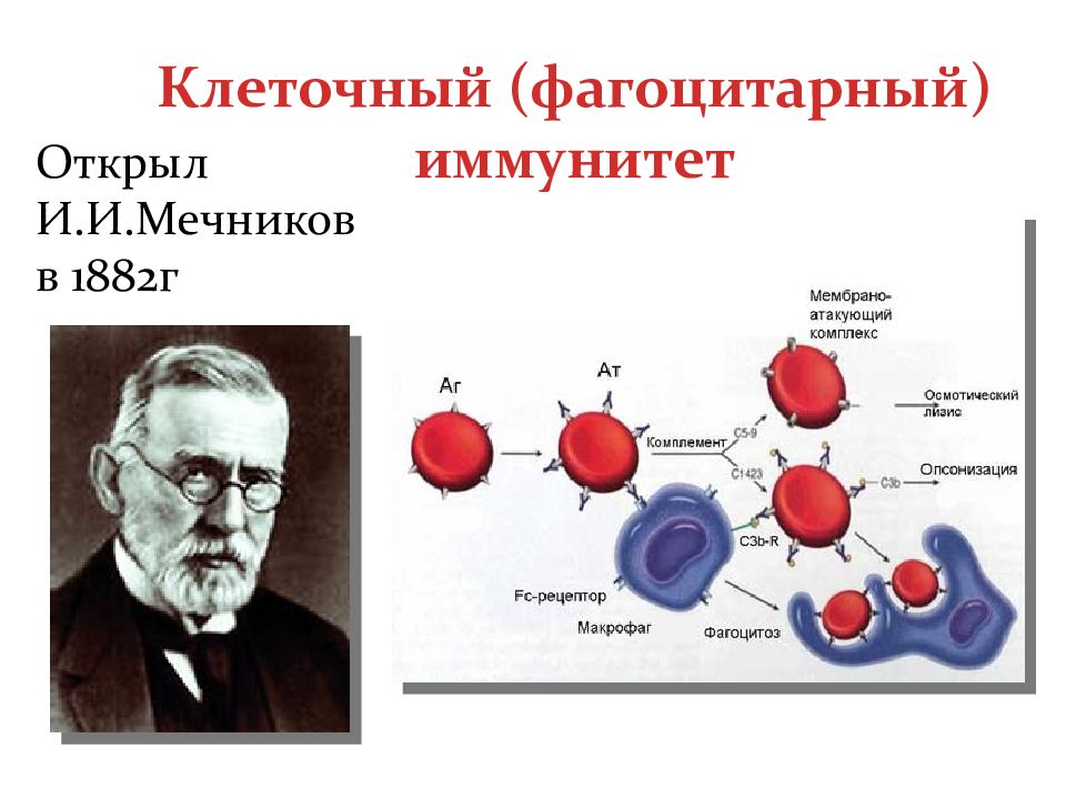 Открытие фагоцитоза презентация