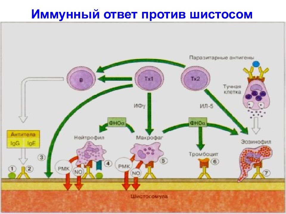 Противопротозойный иммунитет схема