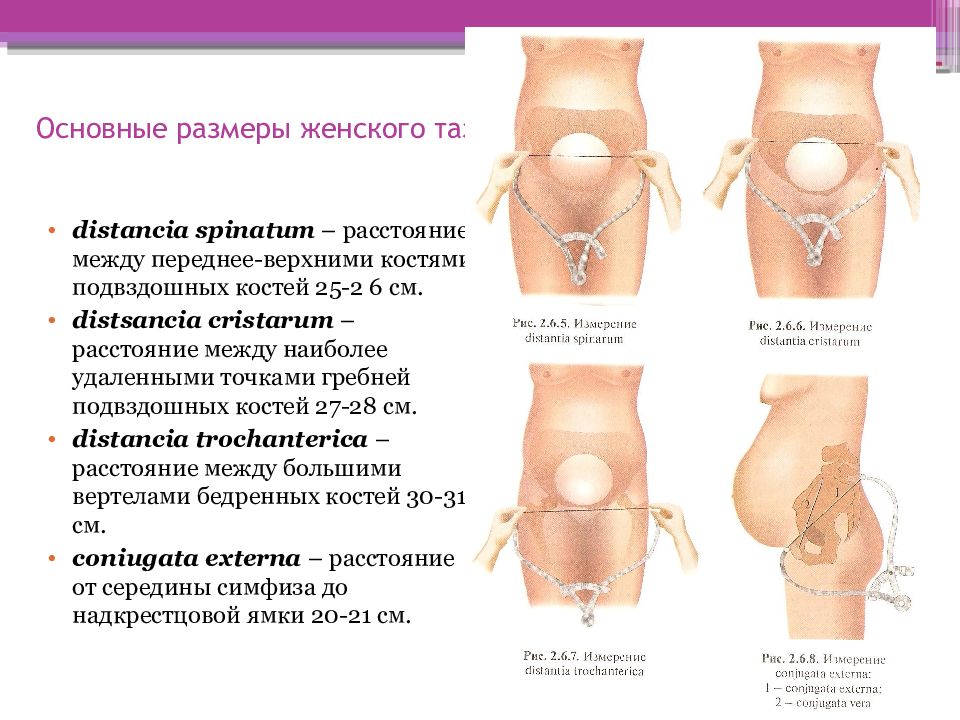 Таз с акушерской точки зрения