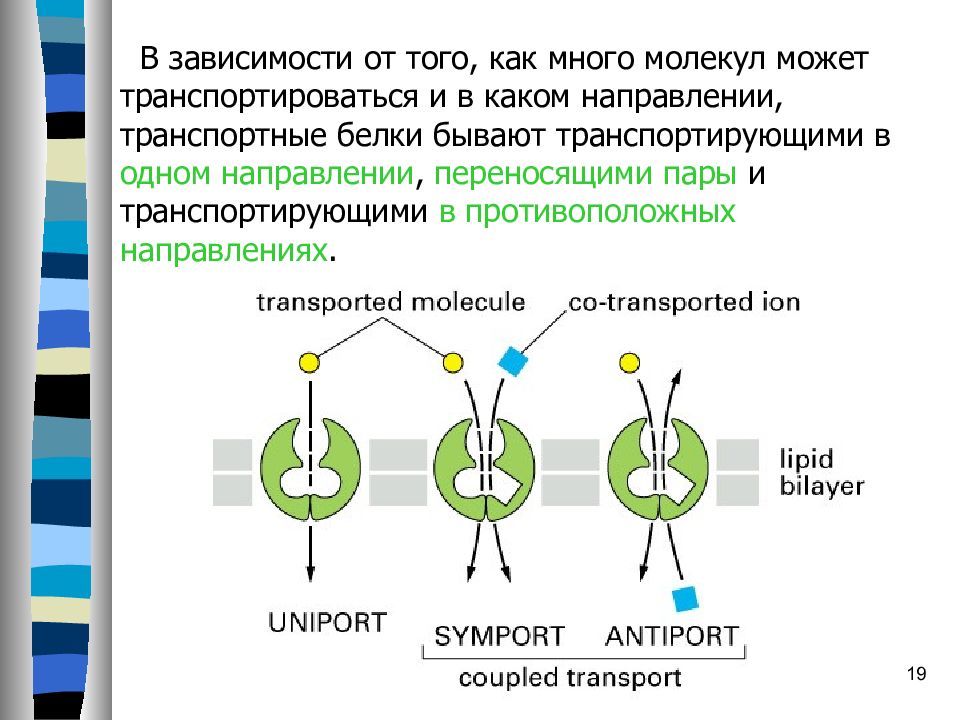 Белковый транспорт. Биофизика мембран. Транспортные белки мембраны. Транспортный белок мембраны. Искусственные мембраны биофизика.
