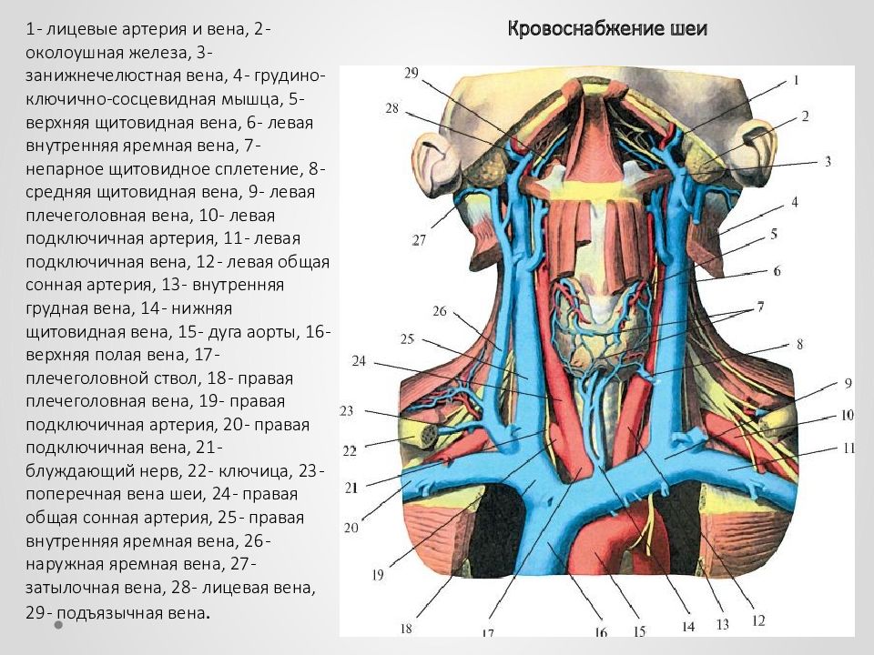 Артерии шеи схема