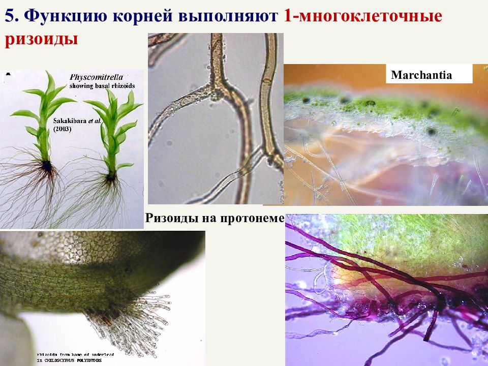 Язычковые ризоиды маршанции. Ризоиды маршанции. Ризоиды у растений. Ризоиды мха под микроскопом.