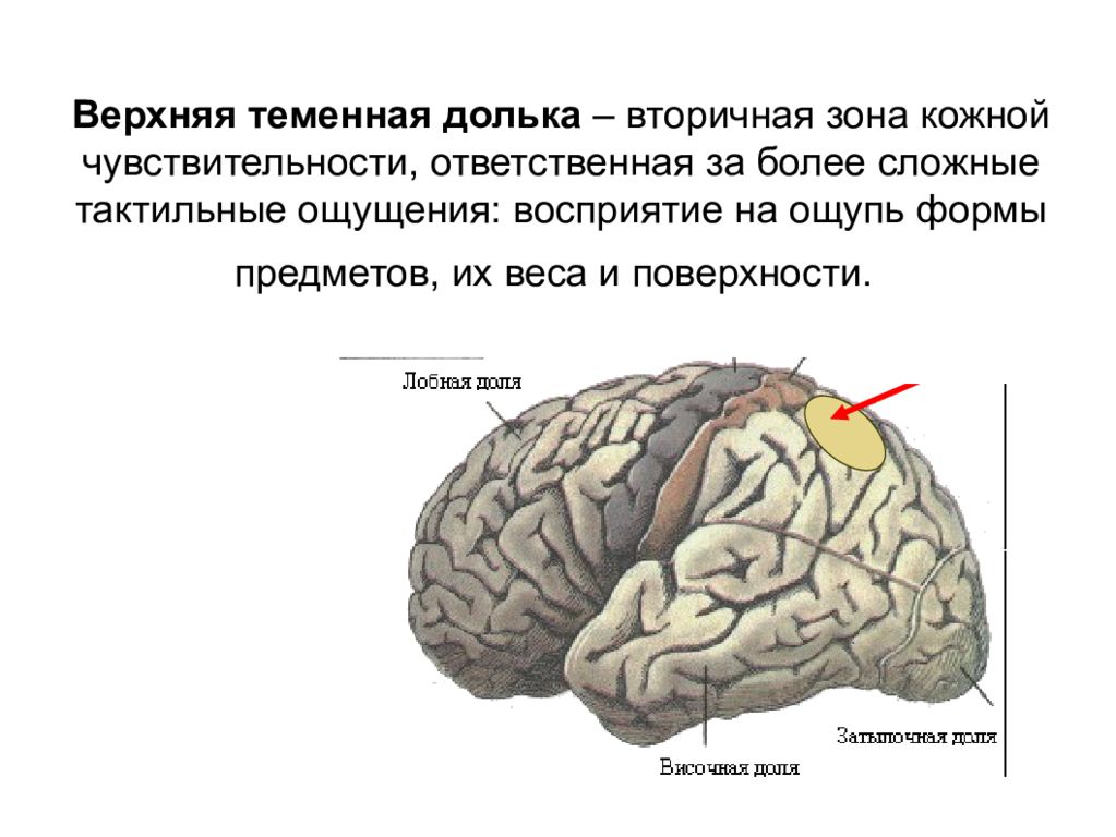 Лобно теменная область мозга. Верхняя теменная долька. Верхняя теменная долька мозга. Постцентральная извилина теменной доли.