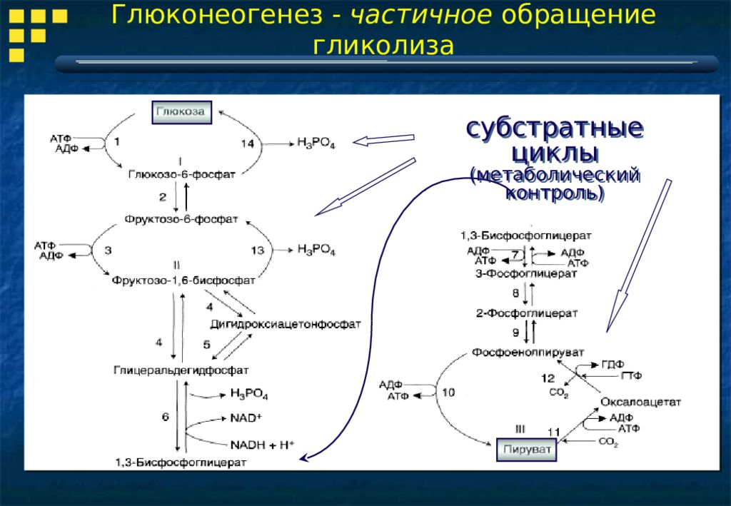 Альтернативные реакции гликолиза субстратные циклы. Схема реакции глюконеогенеза. Схема гликолиза биохимия. Субстратные циклы гликолиза и глюконеогенеза.