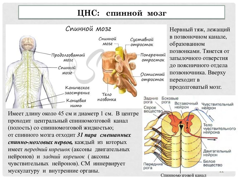 Форум нервы. Нервные тяжи. ЦНС строение ОГЭ.