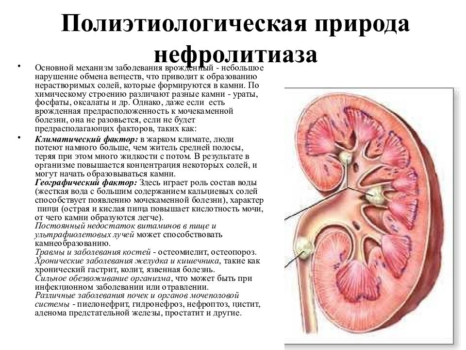 Хронический пиелонефрит микроскопическая картина