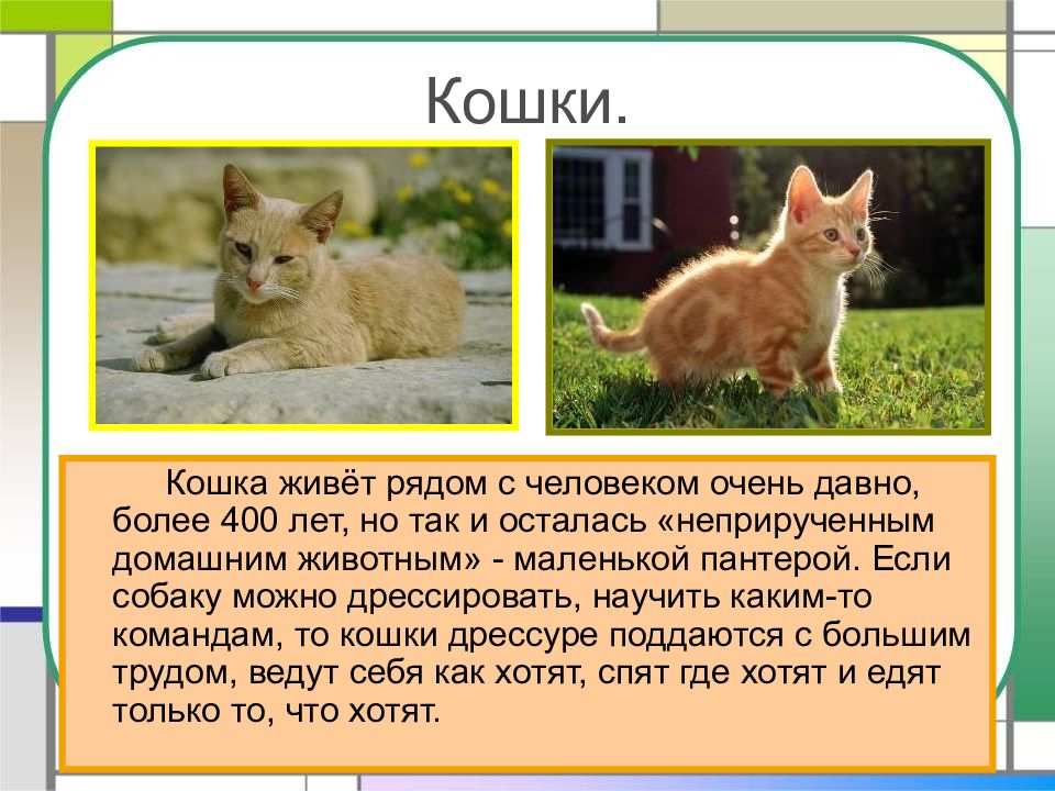 Какие бывают кошки презентация для детей