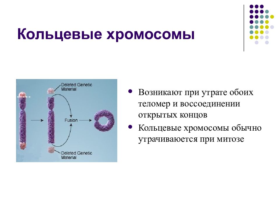 Кольцевая 4 хромосома. Кольцевая хромосома. Кольцевая хромосома мутация. Линейные и кольцевые хромосомы. Образование кольцевой хромосомы.