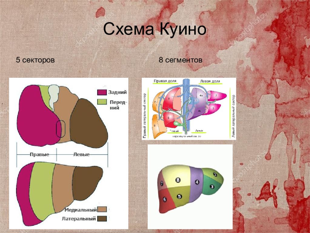 Печень по куино. Трансплантация печени схема. Трансплантация печени презентация. Схема куино. Схема куино печень.