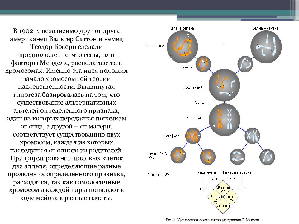 Опыты моргана презентация