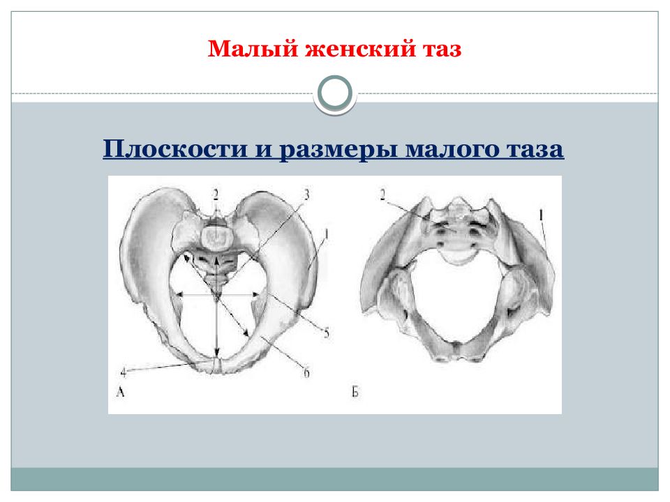 Показать малый таз женщины. Размеры малого таза. Плоскости женского таза. Плоскости и Размеры малого таза. Размеры малого таза женщины.