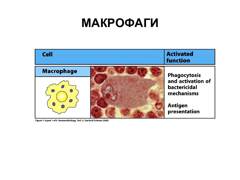 Макрофаги 4. Клетка Макрофаг строение. Тканевые макрофаги. Макрофаги в тканях. Макрофаги особенности строения.