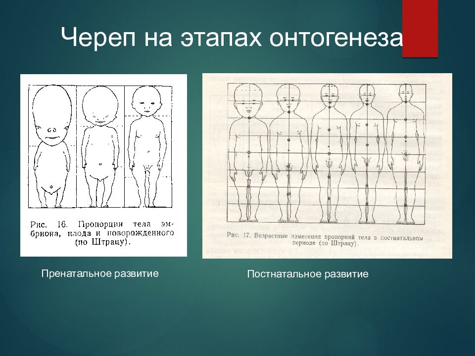 Развитие черепа в онтогенезе индивидуальные возрастные. Развитие черепа в онтогенезе. Развитие черепа в ортогенезе. Череп на этапах онтогенеза. Пропорции тела постнатального онтогенеза.