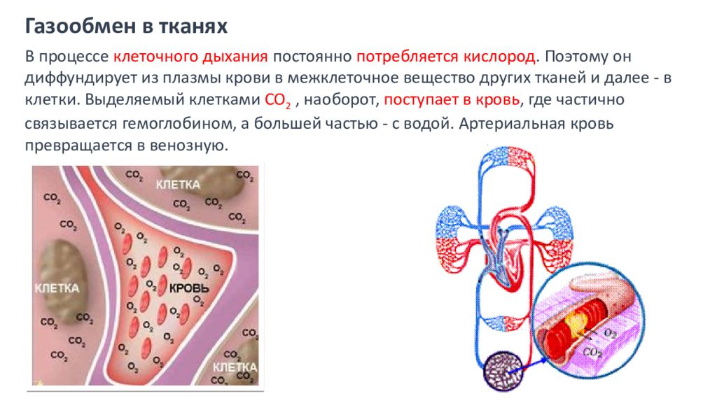 Какой физический процесс обеспечивает газообмен в тканях