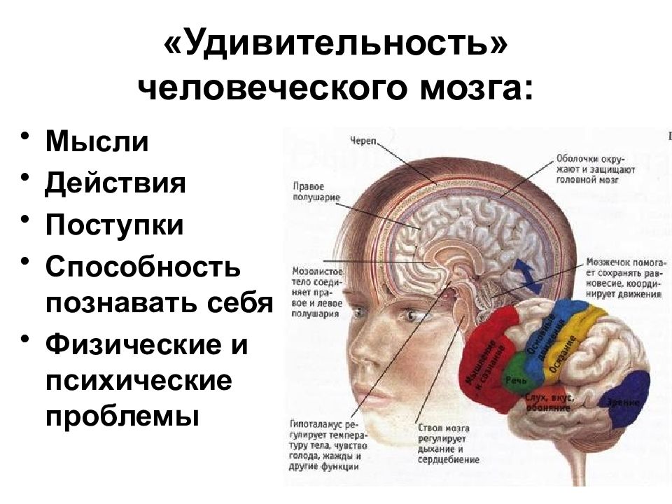 Свойство мозга отражать. Деятельность головного мозга. Процессы головного мозга. Устройство головного мозга. Головной мозг мышление.