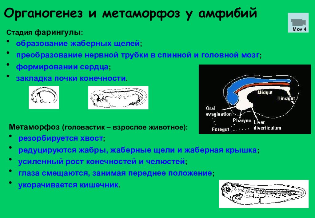 Образование кишечной трубки закладка нервной трубки формирование