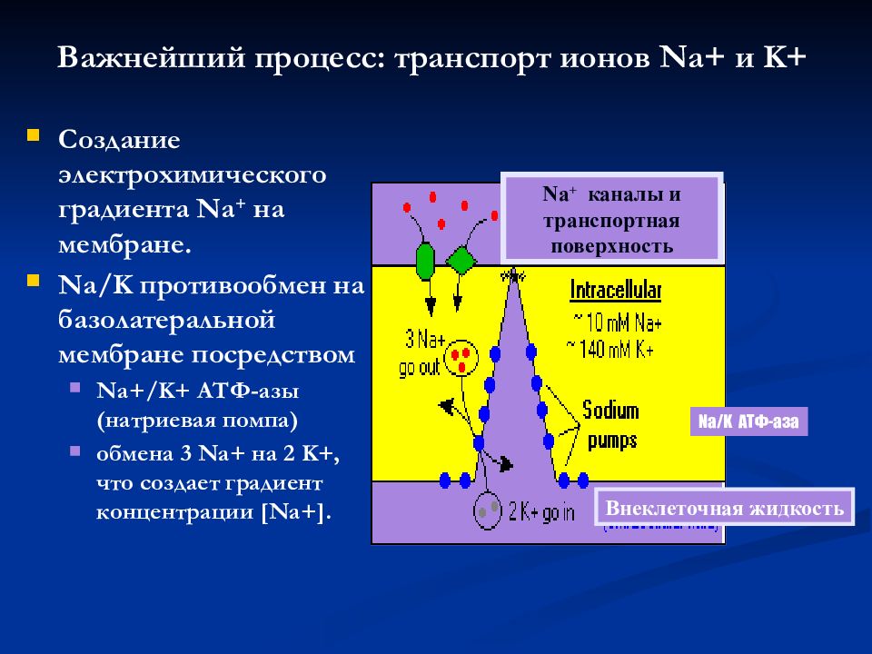 Транспорт против градиента концентрации. Градиенты ионов на мембране. Градиенты концентрации ионов. Ионов na+ и k+.