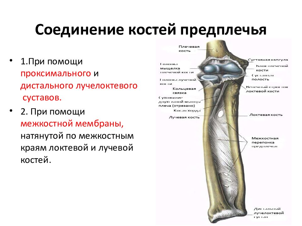 Кости предплечья соединение