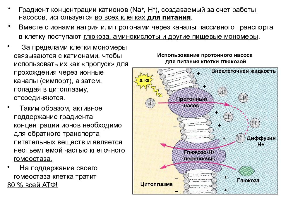 Аппараты клетки