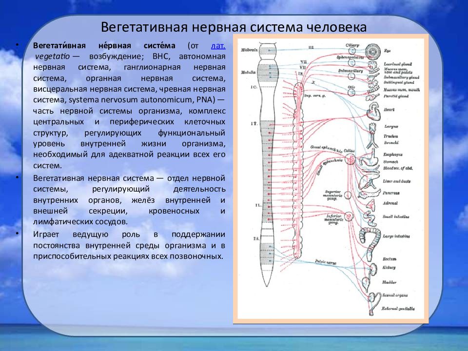 Вегетативные механизмы