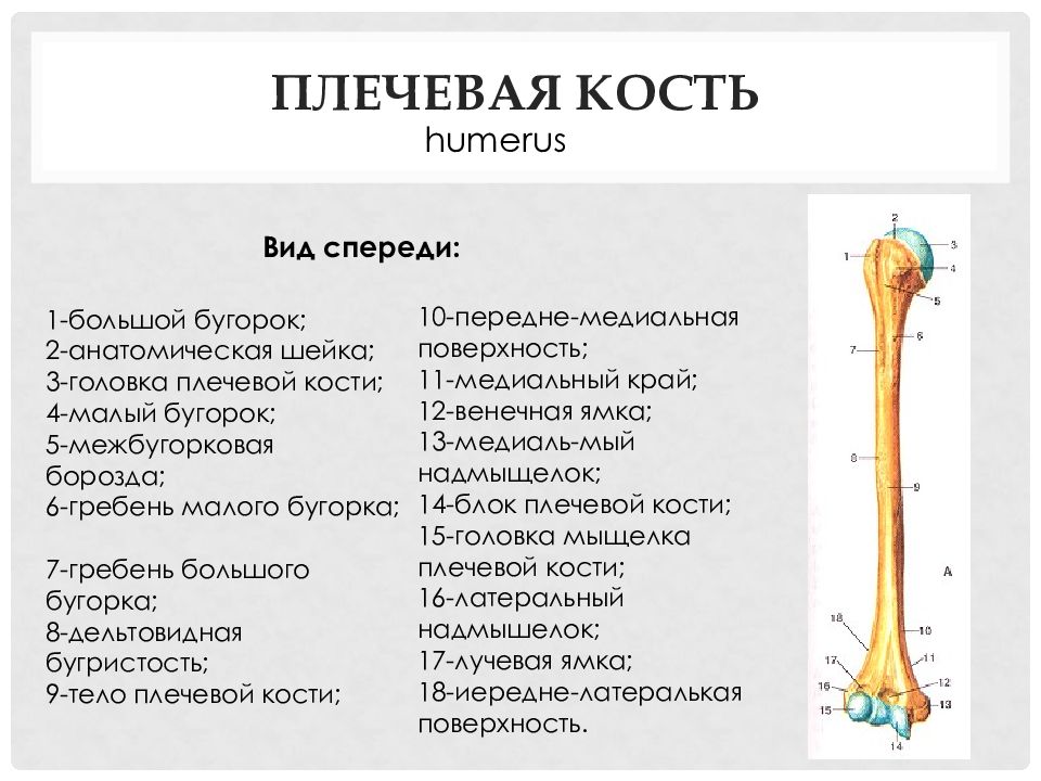 Гребне плечевой кости. Головка плечевой кости анатомия. Шейка и большой бугорок плечевой кости. Плечевая кость межбугорковая борозда. Дельтовидная бугристость плечевой кости.