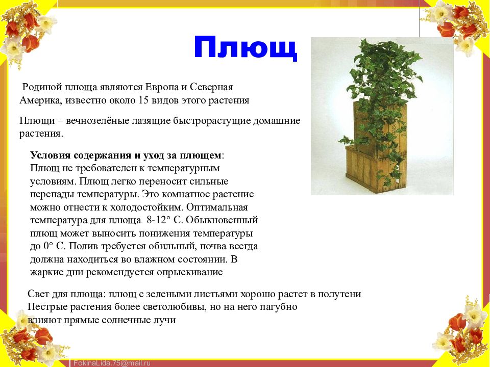 Откуда плющ. Паспорт растения плющ. Комнатные растения плющ Родина растения. Паспорт комнатных растений плющ. Плющ Хедера Родина растения.