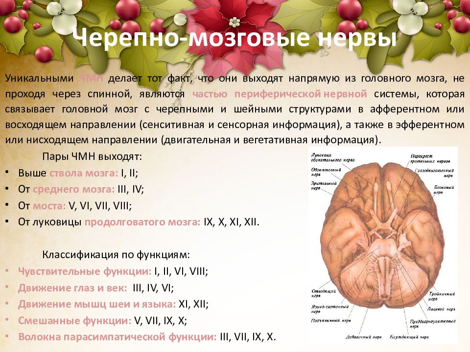 Пары черепно мозговых нервов