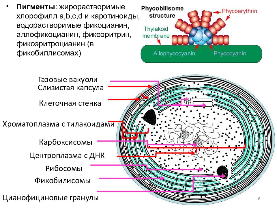 Хлорофиллы цианобактерий. Мембранные органоиды цианобактерий. Цианобактерии строение клетки. Клеточная стенка цианобактерий. Хлорофилл у цианобактерий.