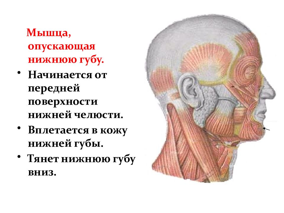 Мышцы головы и шеи анатомия