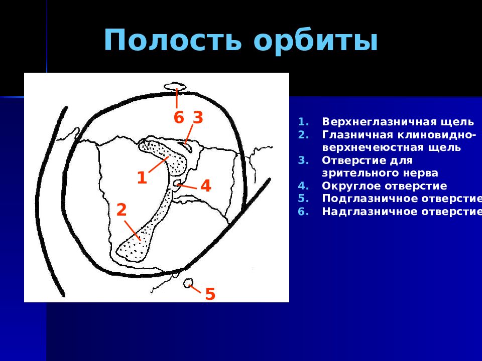 9 полостей. Полость орбиты. Верхнеглазничная артерия. Какие отверстия соединяют орбиту с полостью черепа?. Рентгеноанатомия турецкого седла и орбит.