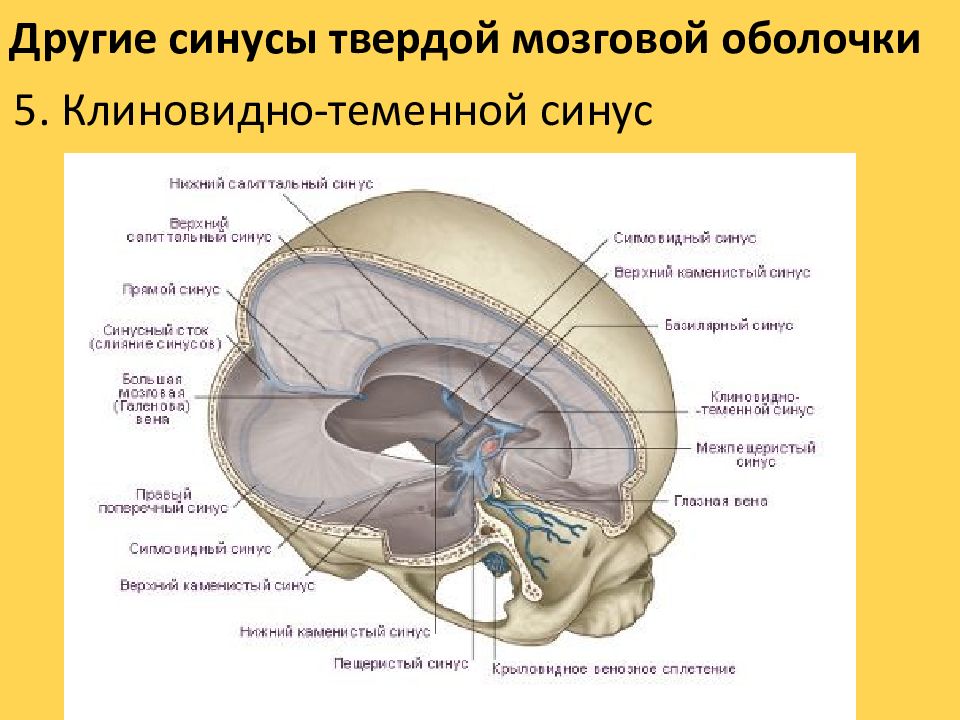 Синусы твердой мозговой оболочки анатомия