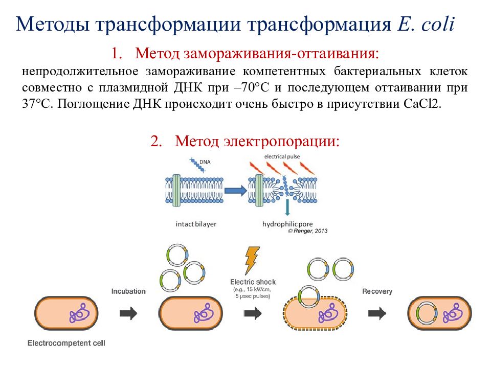 Рекомбинантная днк. Технология рекомбинантных ДНК. Этапы рекомбинантной ДНК. Технология рекомбинация ДНК. Технология получения рекомбинантной ДНК in vitro.