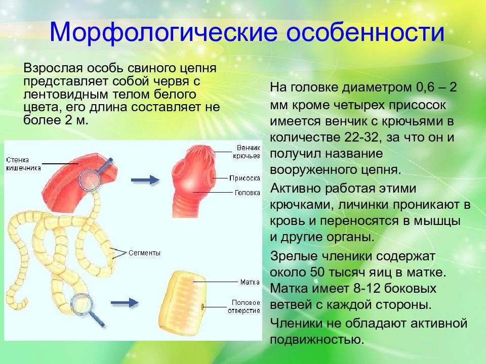 Свиной цепень презентация