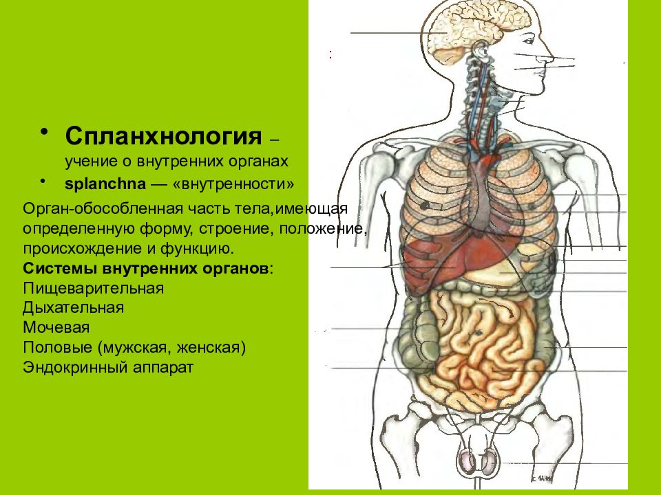 Орган это имеющая определенную форму строение. Спланхнология анатомия. Строение внутренних органов. Спланхнология внутренние органы.
