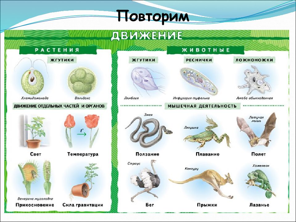 Виды живых организмов