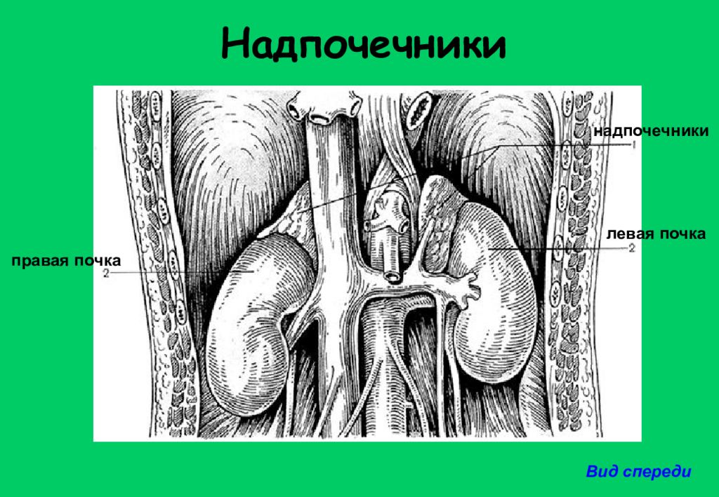 Рисунок расположения почек. Почки вид спереди. Правая почка.