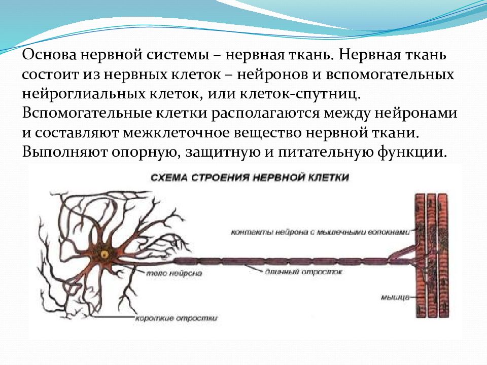 Основа нервной клетки. Клетки спутницы нервной ткани. Основа нервной системы. Нервная ткань состоит из. Основа нервной ткани.