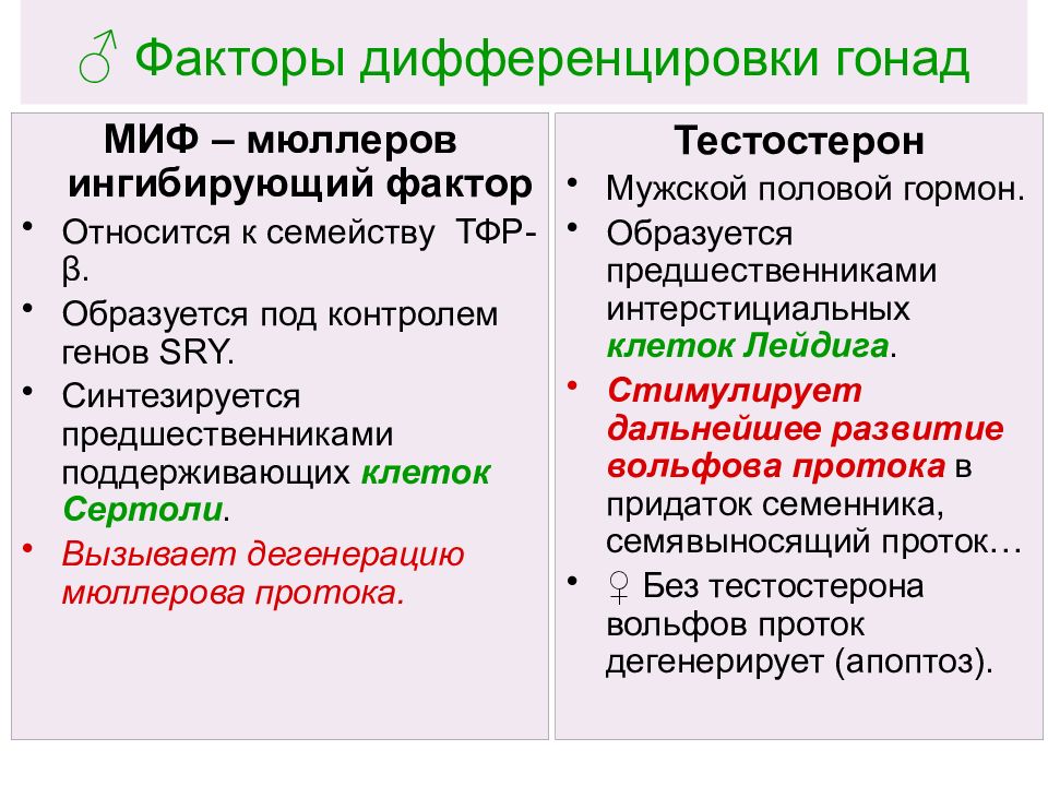 Фактор пола. Факторы половой дифференцировки. Гормональные механизмы развития половой дифференцировки. Дифференцировка гонад определяющие факторы. Этапы дифференцировки пола.