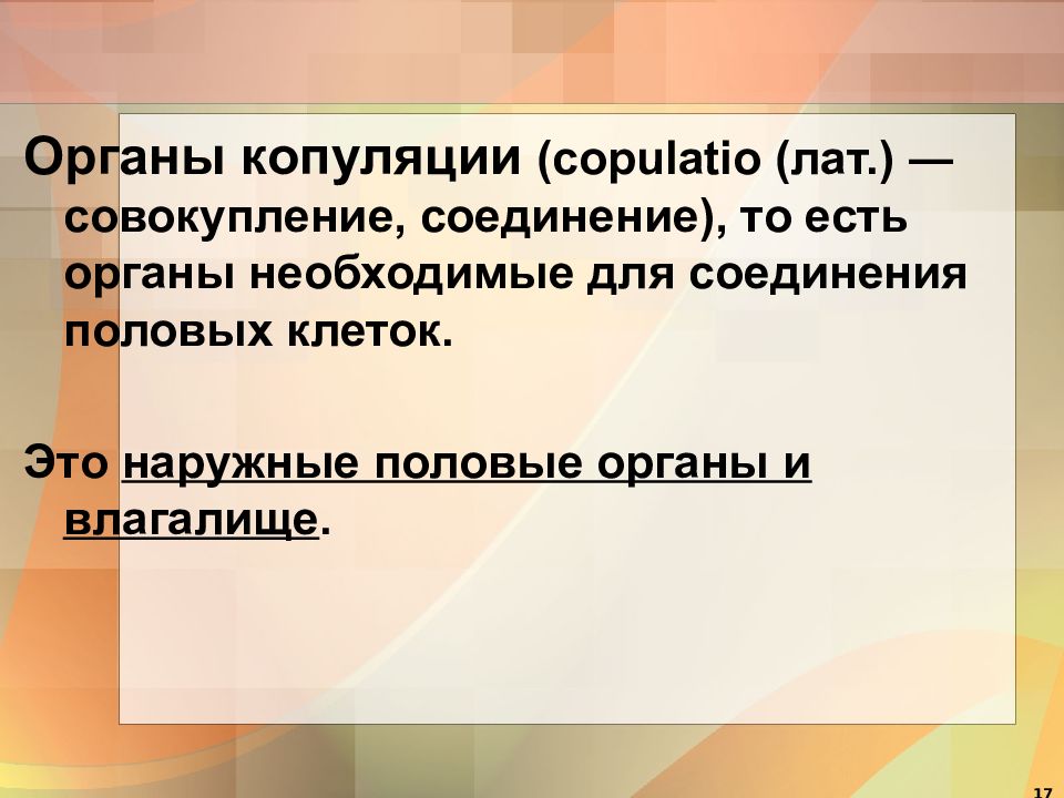 Презентация про половые органы