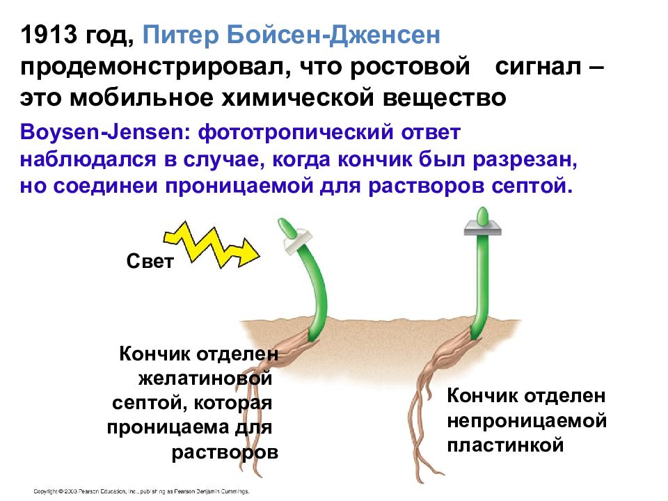 Механизмы роста