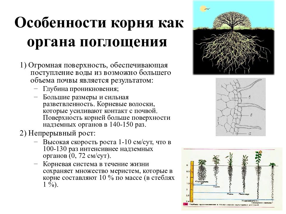 Изучив текст параграфа и рисунок 86 напишите какое значение имеют корневые волоски в жизни растений