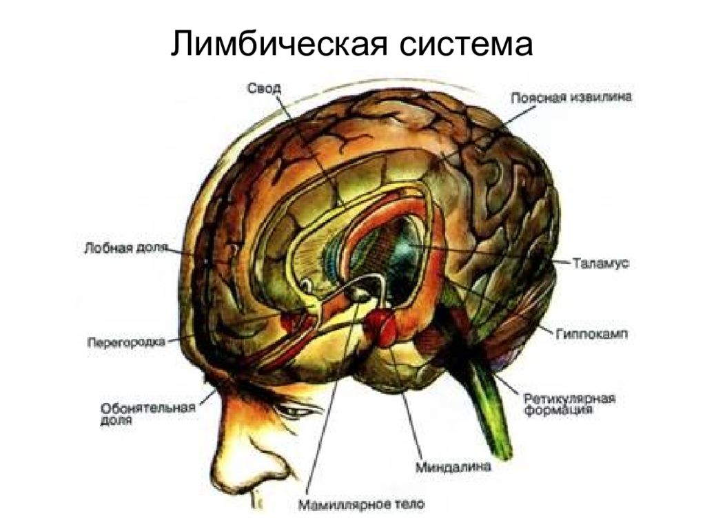 Подкорка головного мозга. Лобные доли и лимбическая система. Лимбическая система мозга. Лимбические структуры мозга.