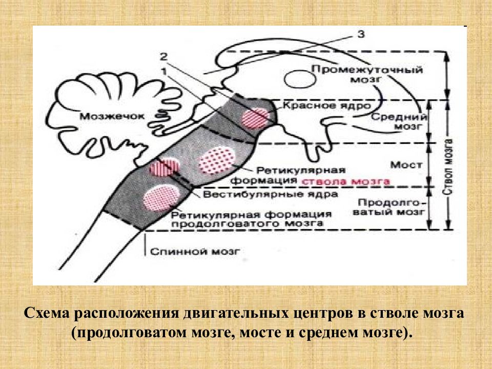 Центр продолговатого мозга и моста. Двигательные ядра продолговатого мозга. Двигательные центры продолговатого мозга. Двигательные центры ствола мозга. Продолговатый мозг физиология.