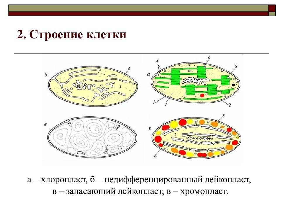 Хромопласты в клетке рисунок