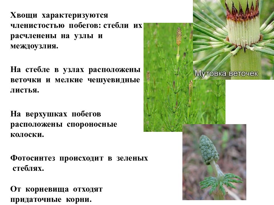 Стебель хвоща. Чешуевидные листья хвоща. Междоузлия хвоща. Плауны и хвощи побег стебель. Жизненная форма хвощей.