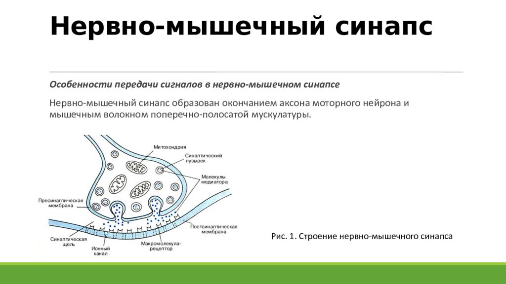 Мышечный синапс