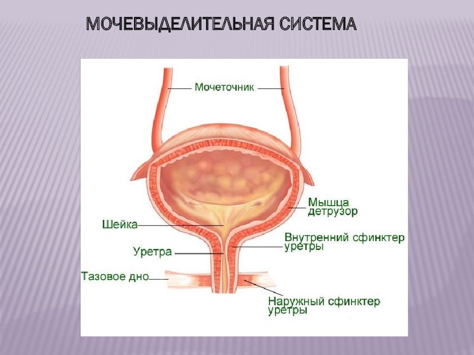 Мочевой пузырь это